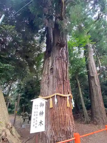 息栖神社の自然