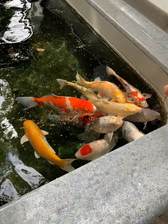 大聖観音寺(あびこ観音)(大阪府)