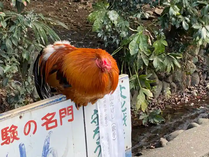 谷保天満宮の動物