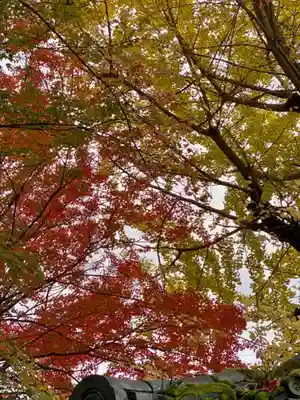 東本願寺岡崎別院の自然