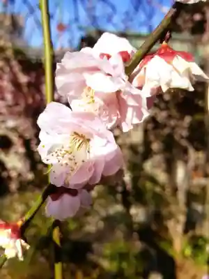圓照寺(東京都)