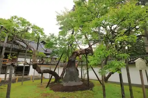 瑞巌寺の庭園