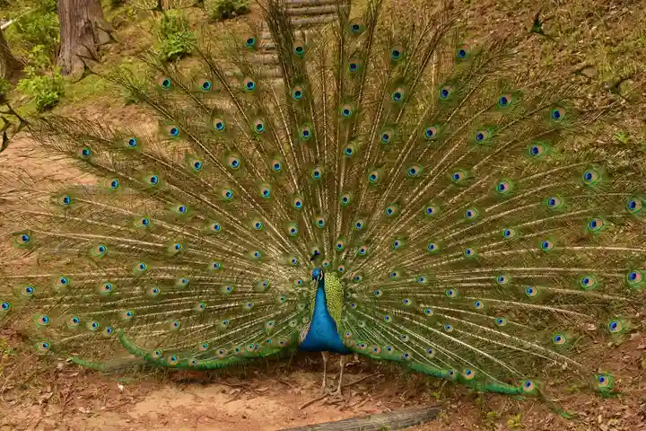 楽法寺(雨引観音)(茨城県)
