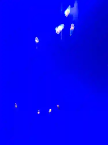 網走神社の動物