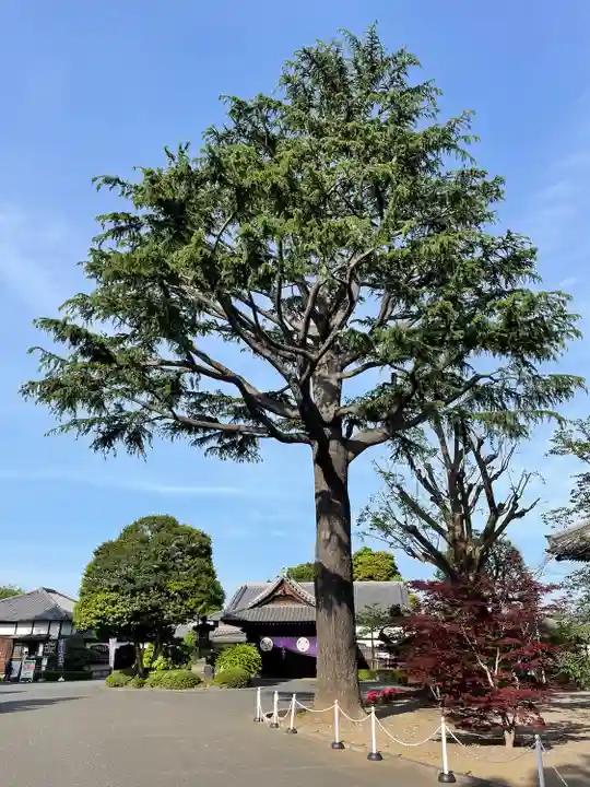 寛永寺(根本中堂)(東京都)