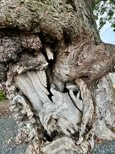 蔵林寺(京都府)