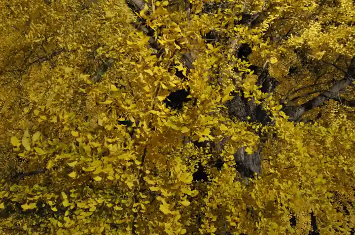 丹生酒殿神社の自然