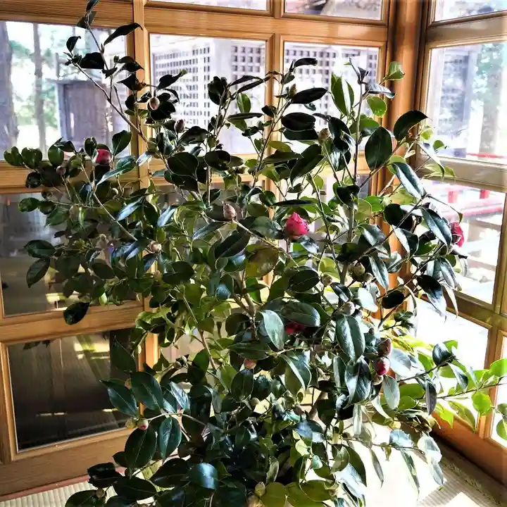 高司神社〜むすびの神の鎮まる社〜(福島県)