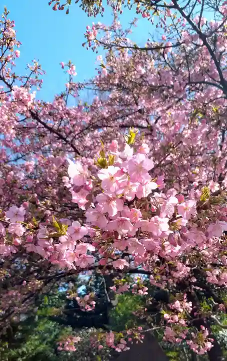 新井薬師(梅照院)(東京都)