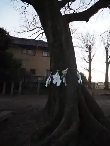 島田八坂神社の自然