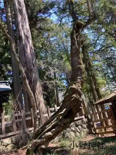 小野神社(長野県)