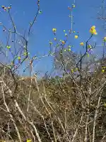 天伯山神社の{uncategorized: "未分類", other: "その他", undefined: "問題あり", building: "その他建物", grave: "お墓", sacred_gate: "鳥居", guardian: "狛犬", statue: "像", buddha: "仏像", history: "歴史", nature: "自然", garden: "庭園", animal: "動物", pagoda: "塔", temizu: "手水舎", mountain_gate: "山門・神門", sanctuary: "本殿・本堂", subordinate: "末社・摂社", art: "芸術", scenery: "景色", jizo: "地蔵", ema: "絵馬", goshuin: "御朱印", omikuji: "おみくじ", items: "授与品その他", amulet: "お守り", goshuincho: "御朱印帳", eats: "食事", festival: "お祭り", votive_dance: "神楽", shichigosan: "七五三参", wedding: "結婚式", experience: "体験その他", initially: "初詣", around: "周辺", anti_infection: "感染症対策"}