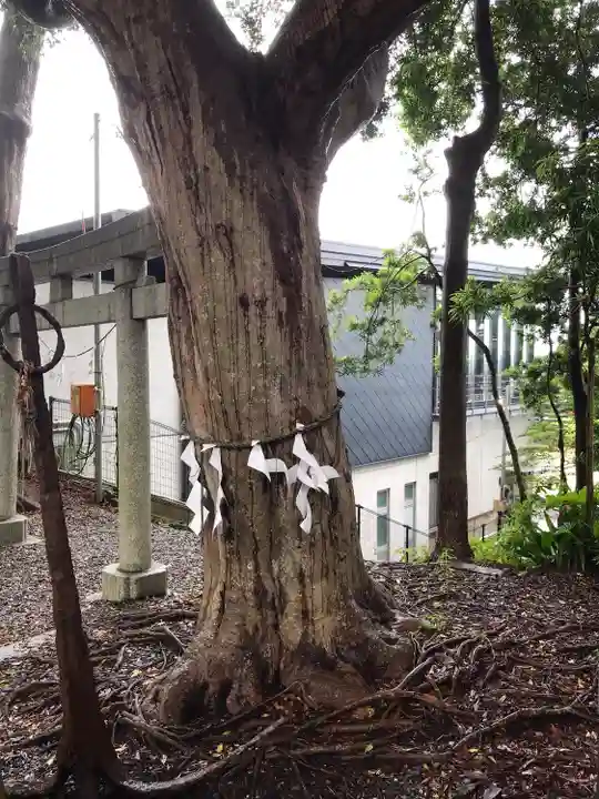 玉前神社の自然