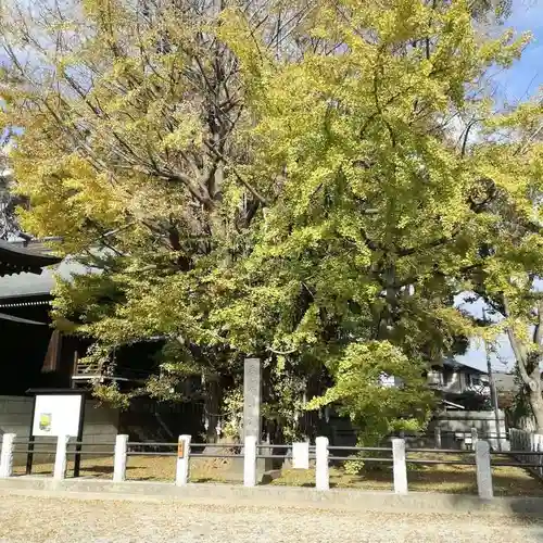 葛飾八幡宮の自然