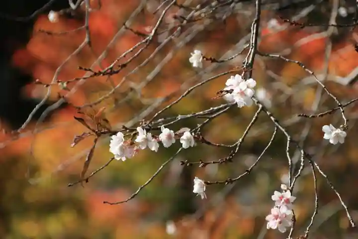 鹿島大神宮の自然