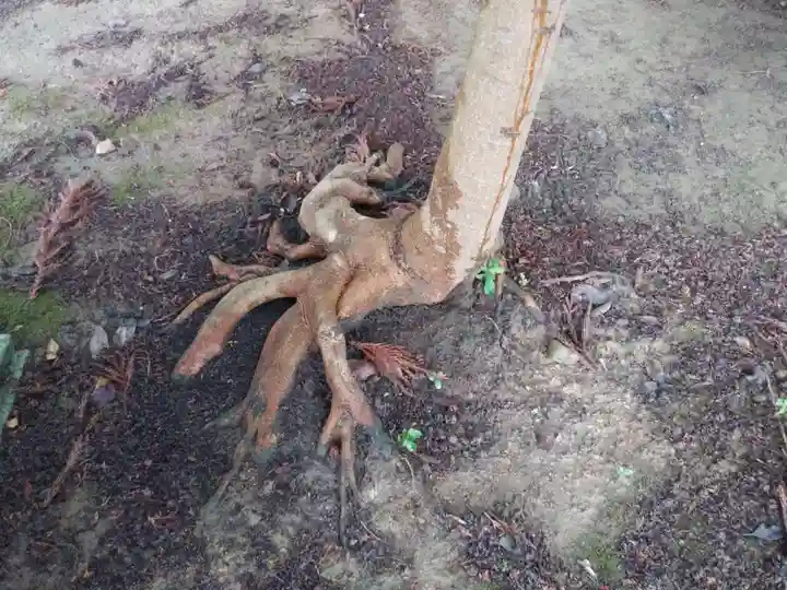 白山神社の自然