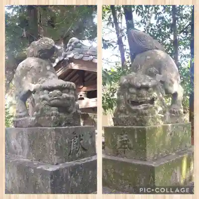 朝倉神社の狛犬