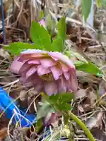 岡部春日神社~👹鬼門よけの🌺花咲く🌺やしろ~(福島県)