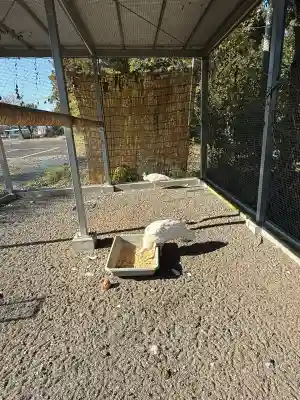進雄神社(群馬県)