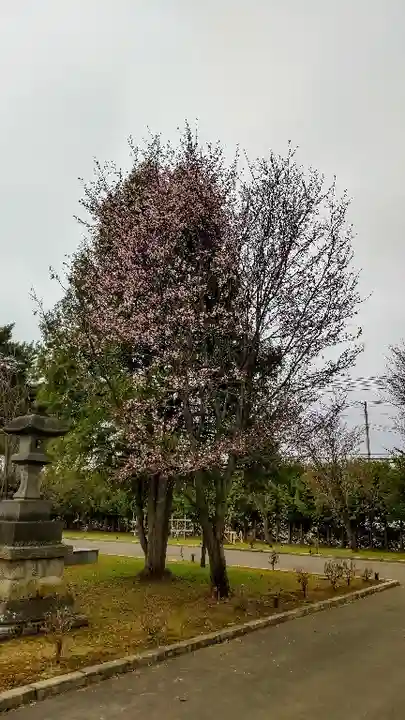 美瑛神社の自然