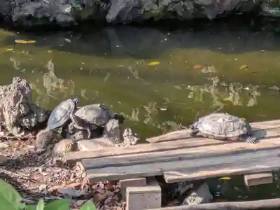 世田谷八幡宮(東京都)