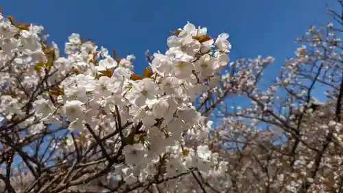 仁和寺(京都府)
