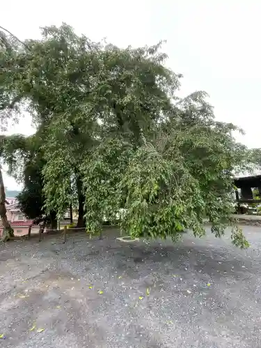 梅岩寺(東京都)