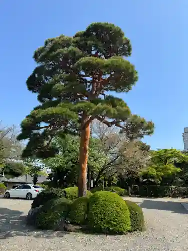 護国寺の{uncategorized: "未分類", other: "その他", undefined: "問題あり", building: "その他建物", grave: "お墓", sacred_gate: "鳥居", guardian: "狛犬", statue: "像", buddha: "仏像", history: "歴史", nature: "自然", garden: "庭園", animal: "動物", pagoda: "塔", temizu: "手水舎", mountain_gate: "山門・神門", sanctuary: "本殿・本堂", subordinate: "末社・摂社", art: "芸術", scenery: "景色", jizo: "地蔵", ema: "絵馬", goshuin: "御朱印", omikuji: "おみくじ", items: "授与品その他", amulet: "お守り", goshuincho: "御朱印帳", eats: "食事", festival: "お祭り", votive_dance: "神楽", shichigosan: "七五三参", wedding: "結婚式", experience: "体験その他", initially: "初詣", around: "周辺", anti_infection: "感染症対策"}