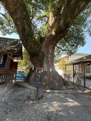 大神社の{uncategorized: "未分類", other: "その他", undefined: "問題あり", building: "その他建物", grave: "お墓", sacred_gate: "鳥居", guardian: "狛犬", statue: "像", buddha: "仏像", history: "歴史", nature: "自然", garden: "庭園", animal: "動物", pagoda: "塔", temizu: "手水舎", mountain_gate: "山門・神門", sanctuary: "本殿・本堂", subordinate: "末社・摂社", art: "芸術", scenery: "景色", jizo: "地蔵", ema: "絵馬", goshuin: "御朱印", omikuji: "おみくじ", items: "授与品その他", amulet: "お守り", goshuincho: "御朱印帳", eats: "食事", festival: "お祭り", votive_dance: "神楽", shichigosan: "七五三参", wedding: "結婚式", experience: "体験その他", initially: "初詣", around: "周辺", anti_infection: "感染症対策"}