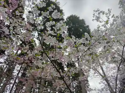國吉神社の自然