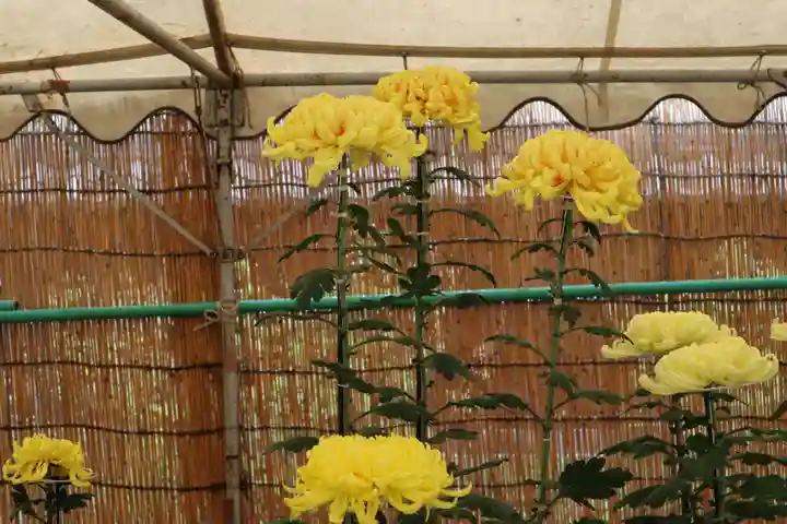 高麗神社のその他建物