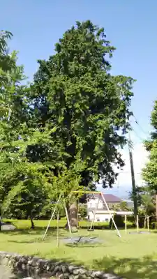 杉田子安神社の自然