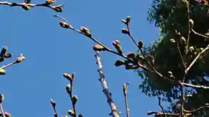 三輪神社の御朱印 2023年03月16日(木)〜(2023年03月16日(木) 08時35分13秒投稿)
