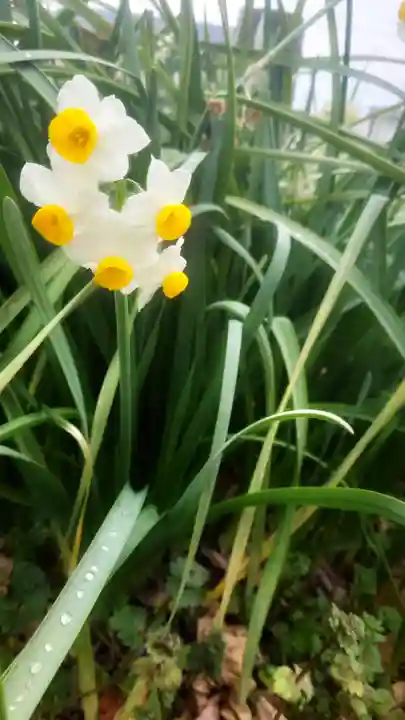 天神社(南治郎丸天神社)の自然