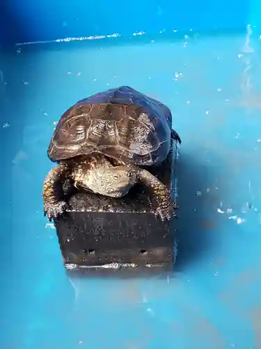 下谷神社(東京都)