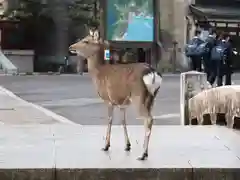 厳島神社の動物