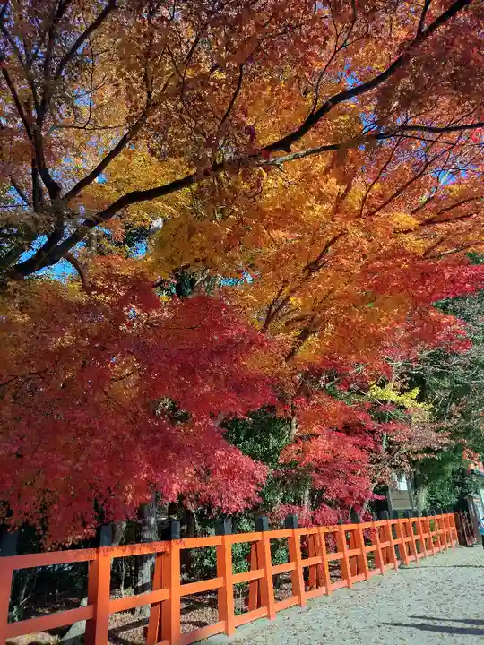 賀茂別雷神社(上賀茂神社)の自然