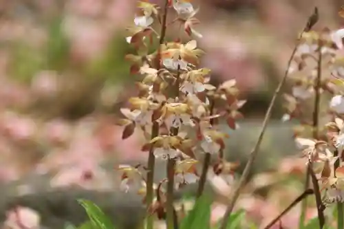 開成山大神宮の自然