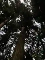 大宮温泉神社の自然