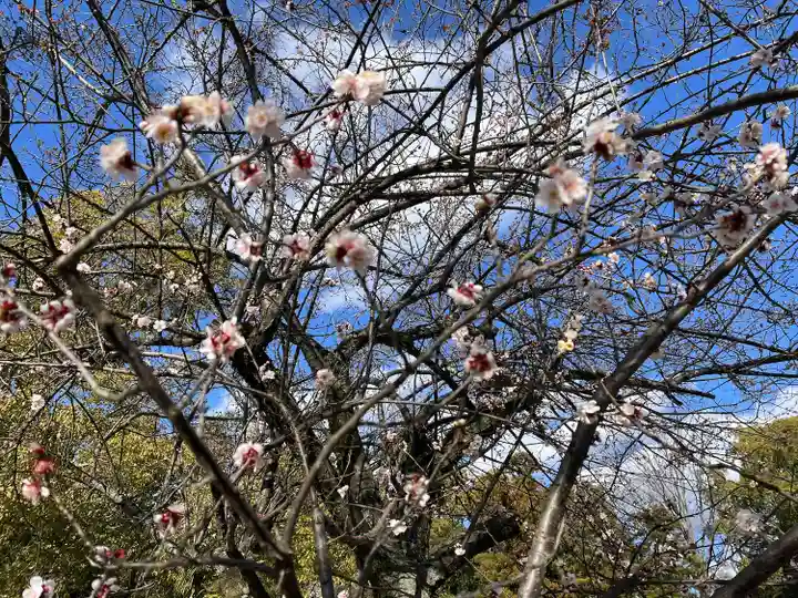 石清水八幡宮の自然