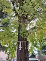 草加神社(埼玉県)