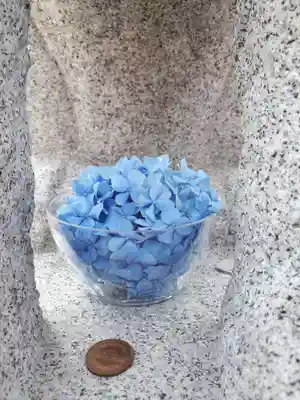 新川皇大神社の狛犬