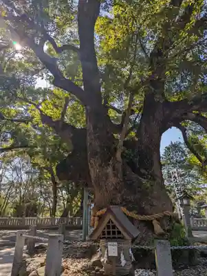 大麻比古神社(徳島県)