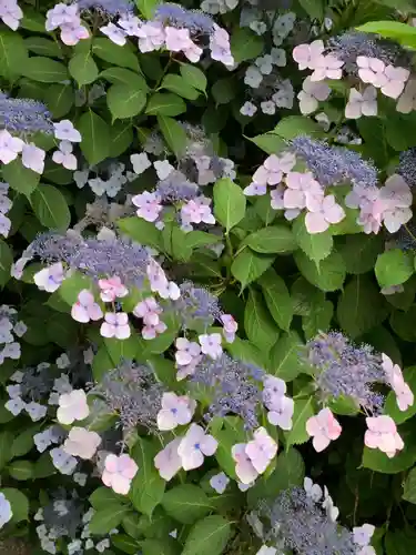 粟井神社の自然