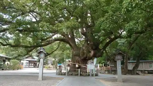 大麻比古神社の{uncategorized: "未分類", other: "その他", undefined: "問題あり", building: "その他建物", grave: "お墓", sacred_gate: "鳥居", guardian: "狛犬", statue: "像", buddha: "仏像", history: "歴史", nature: "自然", garden: "庭園", animal: "動物", pagoda: "塔", temizu: "手水舎", mountain_gate: "山門・神門", sanctuary: "本殿・本堂", subordinate: "末社・摂社", art: "芸術", scenery: "景色", jizo: "地蔵", ema: "絵馬", goshuin: "御朱印", omikuji: "おみくじ", items: "授与品その他", amulet: "お守り", goshuincho: "御朱印帳", eats: "食事", festival: "お祭り", votive_dance: "神楽", shichigosan: "七五三参", wedding: "結婚式", experience: "体験その他", initially: "初詣", around: "周辺", anti_infection: "感染症対策"}