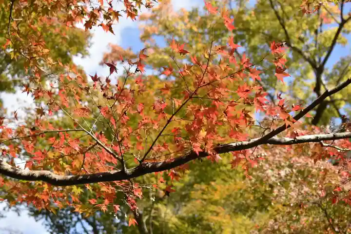 東福禅寺(東福寺)の自然