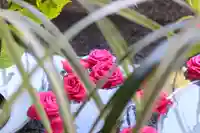 三津厳島神社の手水舎