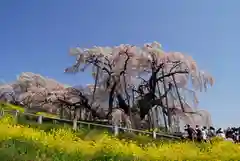 瀧桜神明宮の自然