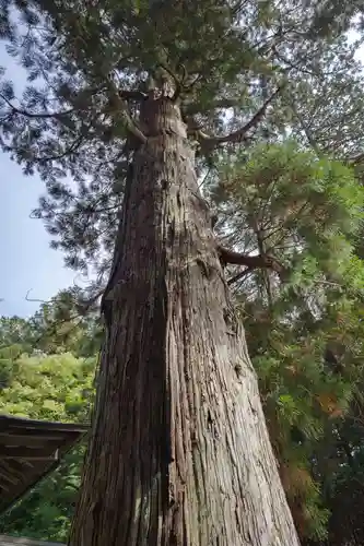日枝神社(岐阜県)