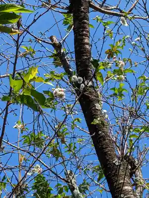 法雲寺(京都府)